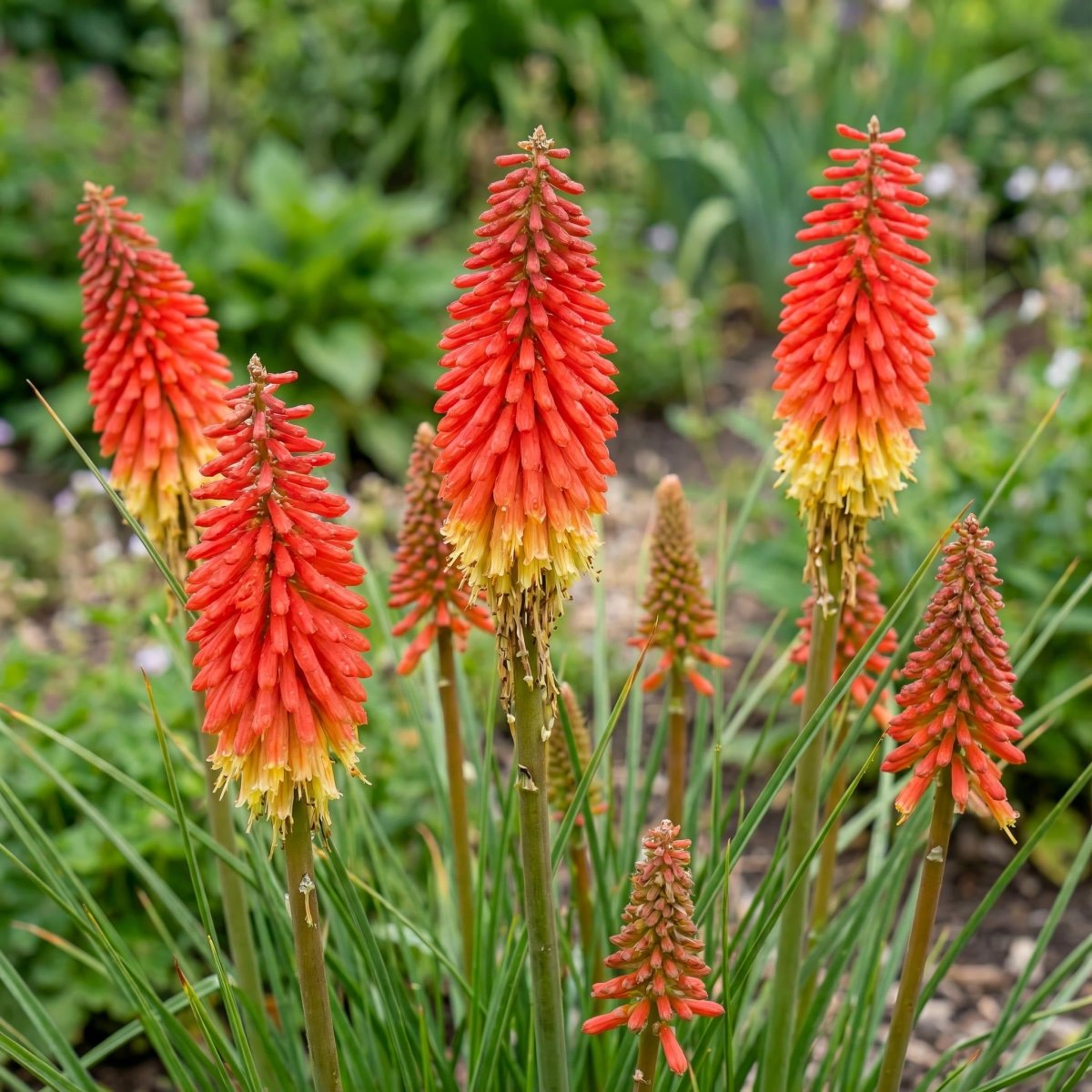 Kniphofia 'Red Rocket' (Red hot poker) – flower bulbs, main product photo (Harding & Bloom)