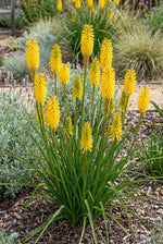 Kniphofia 'Sunningdale Yellow' (Red hot poker) – flower bulbs, product photo 3 (Harding & Bloom)