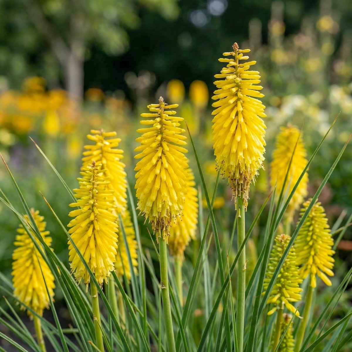 Kniphofia 'Sunningdale Yellow' (Red hot poker) – flower bulbs, product photo 2 (Harding & Bloom)