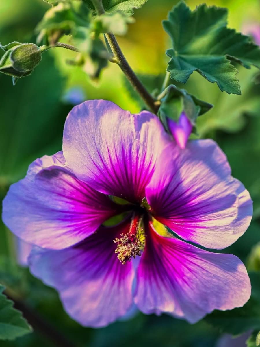 Lavatera 'Zebrina' - Harding & Bloom