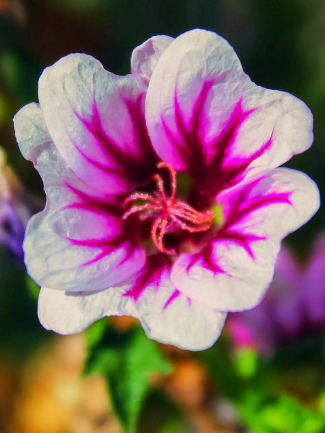 Lavatera 'Zebrina' - Harding & Bloom