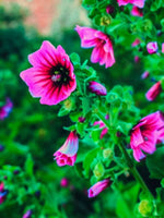 Lavatera 'Zebrina' - Harding & Bloom