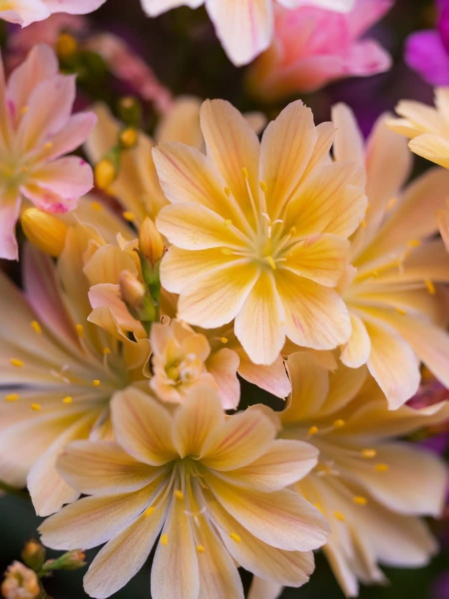 Lewisia 'Little Mango' - Harding & Bloom