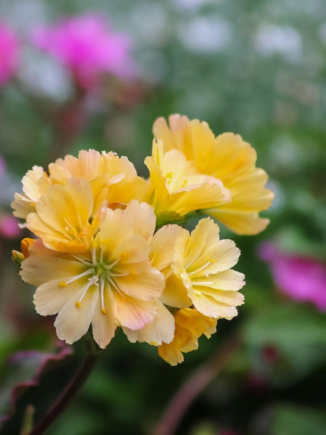 Lewisia 'Little Mango' - Harding & Bloom