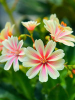 Lewisia 'Little Plum' - Harding & Bloom