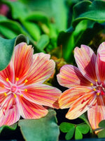 Lewisia 'Little Plum' - Harding & Bloom