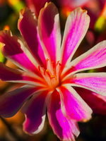 Lewisia 'Little Plum' - Harding & Bloom