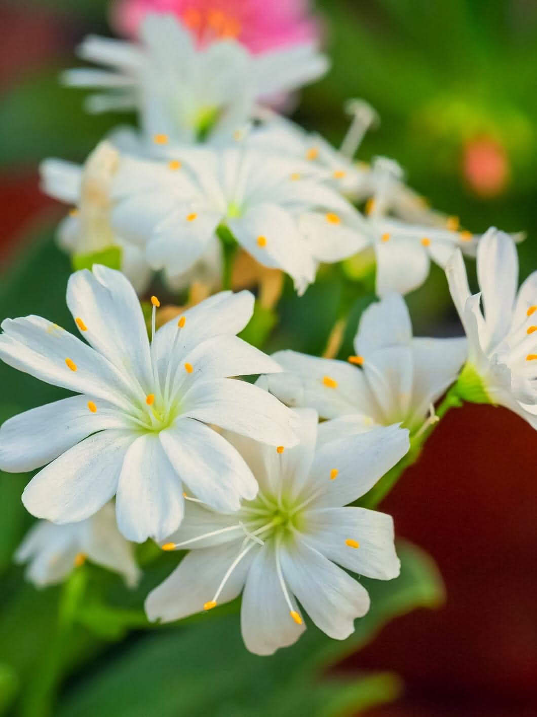 Lewisia 'Little Snowberry' - Harding & Bloom