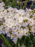 Lewisia 'Little Snowberry' - Harding & Bloom
