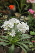 Lewisia 'Little Snowberry' - Harding & Bloom