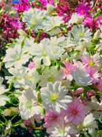 Lewisia 'Little Snowberry' - Harding & Bloom