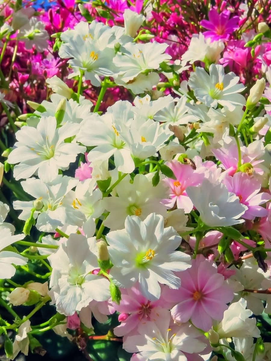 Lewisia 'Little Snowberry' - Harding & Bloom