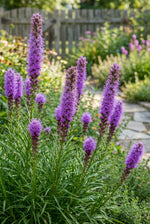 Liatris spicata (Gayfeather) – flower bulbs, product photo 3 (Harding & Bloom)