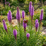 Liatris spicata (Gayfeather) – flower bulbs, product photo 2 (Harding & Bloom)