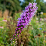 Liatris spicata (Gayfeather) – flower bulbs, product photo 4 (Harding & Bloom)