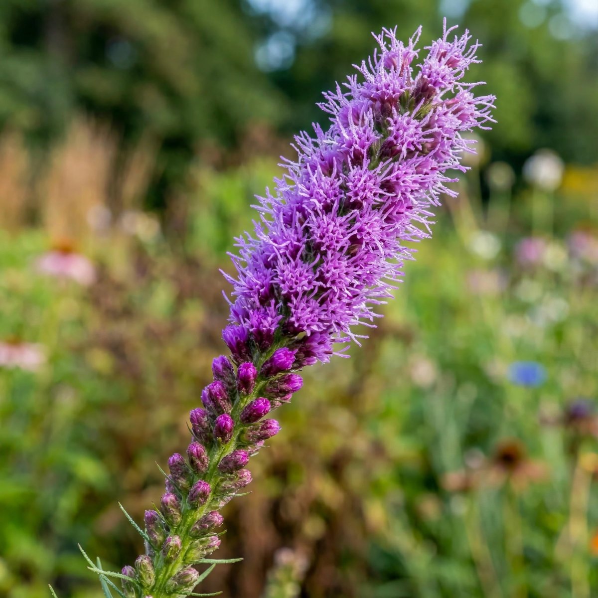 Liatris spicata (Gayfeather) – flower bulbs, product photo 4 (Harding & Bloom)