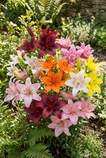 Lilium 'Asiatic Double Mix' – lily bulbs, product photo 3 (Harding & Bloom)