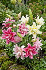 Lilium 'Double Oriental Mix' – lily bulbs, product photo 3 (Harding & Bloom)