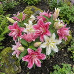 Lilium 'Double Oriental Mix' – lily bulbs, product photo 2 (Harding & Bloom)