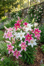 Lilium 'Oriental Mixed' – lily bulbs, product photo 4 (Harding & Bloom)