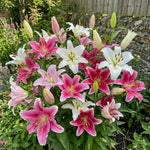 Lilium 'Oriental Mixed' – lily bulbs, product photo 2 (Harding & Bloom)