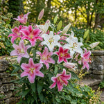 Lilium 'Oriental Mixed' – lily bulbs, product photo 3 (Harding & Bloom)