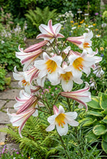 Lilium 'Regale' – lily bulbs, product photo 5 (Harding & Bloom)