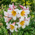Lilium 'Regale' – lily bulbs, product photo 4 (Harding & Bloom)