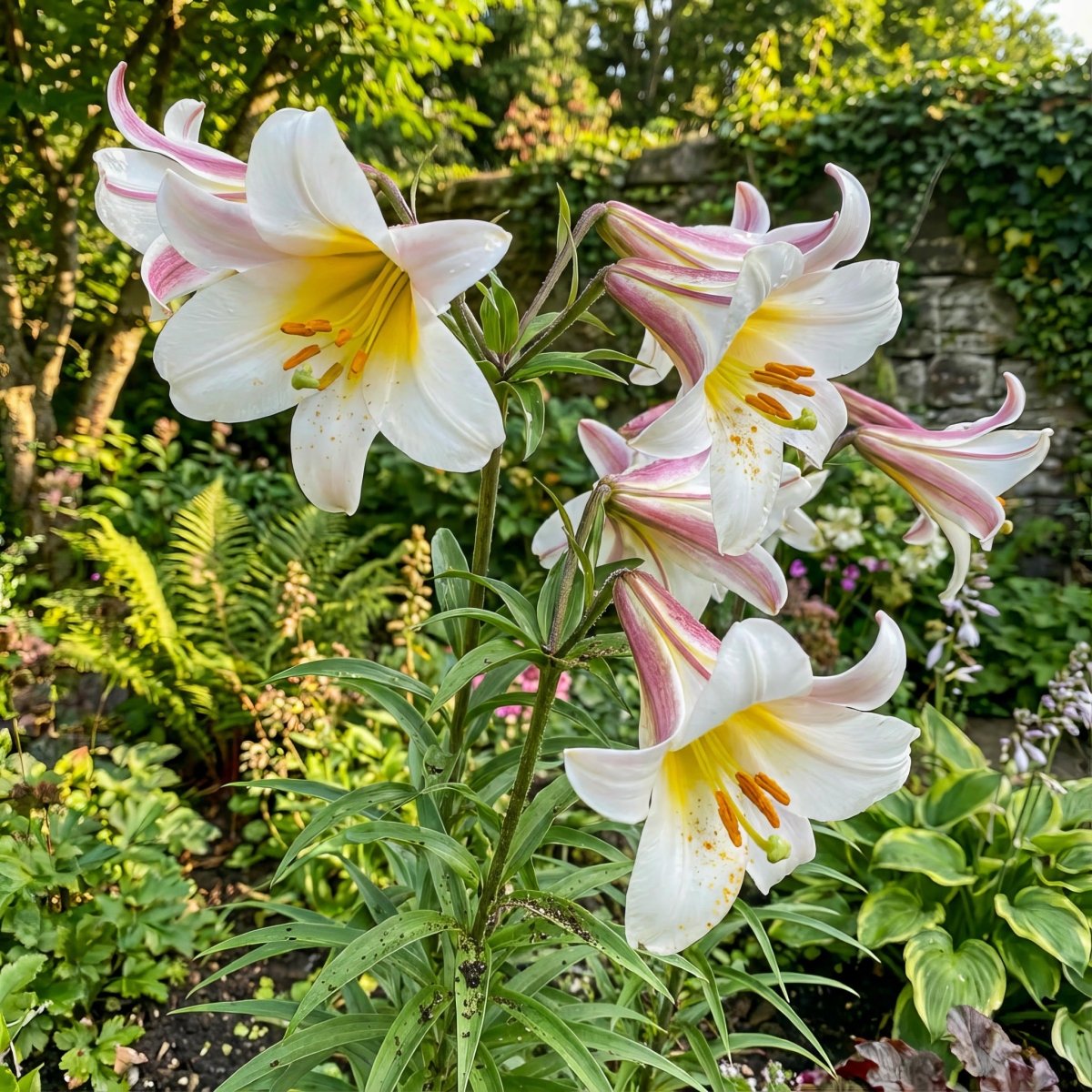 Lilium 'Regale' – lily bulbs, product photo 2 (Harding & Bloom)