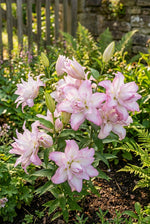 Lilium 'Roselily Anouska' – lily bulbs, product photo 5 (Harding & Bloom)