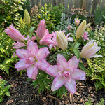 Lilium 'Roselily Anouska' – lily bulbs, main product photo (Harding & Bloom)
