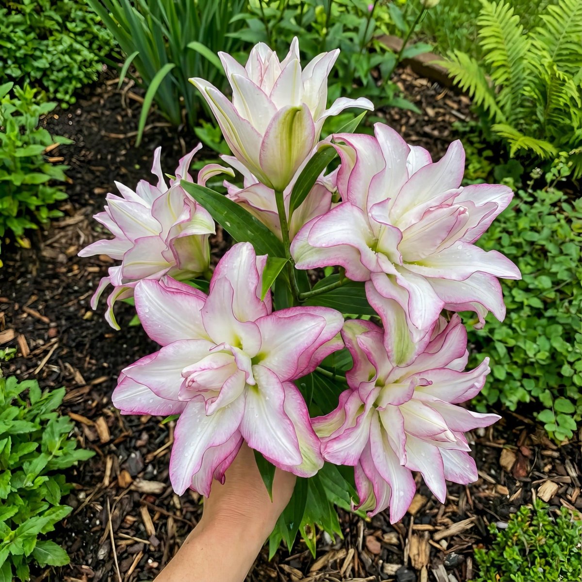 Lilium 'Roselily Anouska' – lily bulbs, product photo 3 (Harding & Bloom)