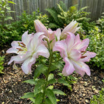 Lilium 'Roselily Anouska' – lily bulbs, product photo 4 (Harding & Bloom)