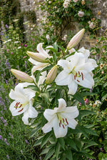 Lilium 'Zambesi' – lily bulbs, product photo 3 (Harding & Bloom)