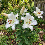 Lilium 'Zambesi' – lily bulbs, main product photo (Harding & Bloom)