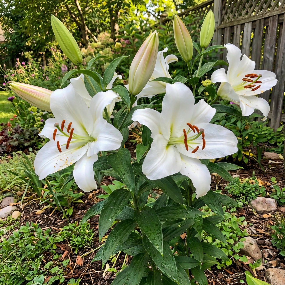 Lilium 'Zambesi' – lily bulbs, main product photo (Harding & Bloom)