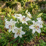 Lilium 'Zambesi' – lily bulbs, product photo 2 (Harding & Bloom)