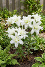 Lilium 'Roselily Aisha' – lily bulbs, main product photo (Harding & Bloom)