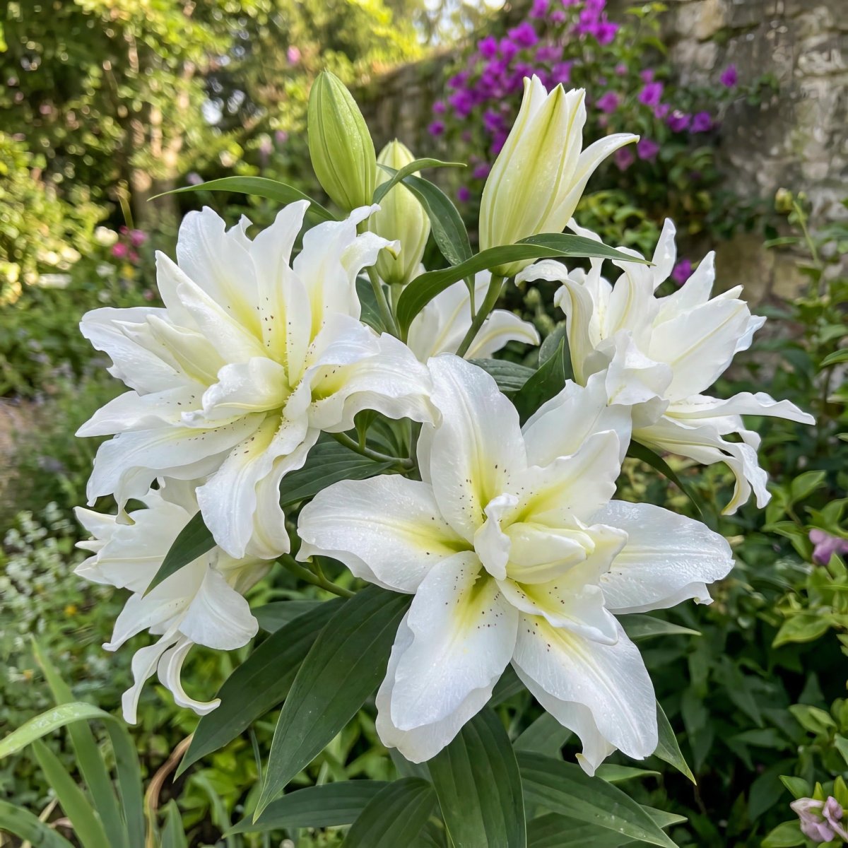 Lilium 'Roselily Aisha' – lily bulbs, product photo 2 (Harding & Bloom)