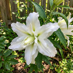 Lilium 'Roselily Aisha' – lily bulbs, main product photo (Harding & Bloom)