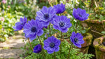 Anemone coronaria 'Lord Lieutenant' (St. Brigid) – anemone corms, main product photo (Harding & Bloom)