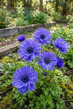 Anemone coronaria 'Lord Lieutenant' (St. Brigid) – anemone corms, product photo 3 (Harding & Bloom)