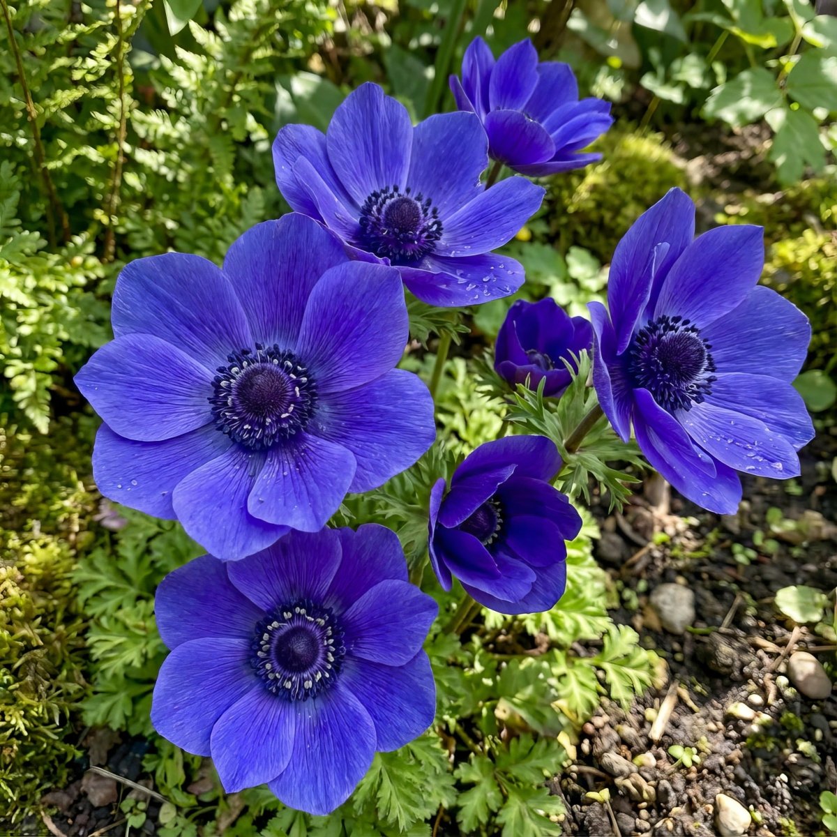 Anemone coronaria 'Lord Lieutenant' (St. Brigid) – anemone corms, product photo 2 (Harding & Bloom)
