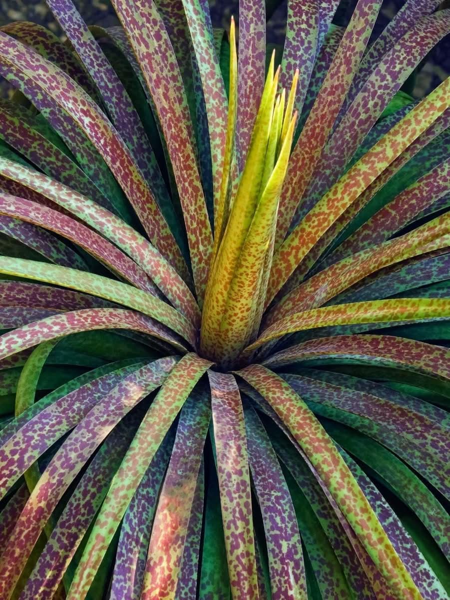 Mangave 'Bad Hair Day' - Harding & Bloom