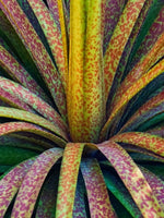 Mangave 'Bad Hair Day' - Harding & Bloom