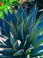 Mangave 'Lavender Lady' - Harding & Bloom