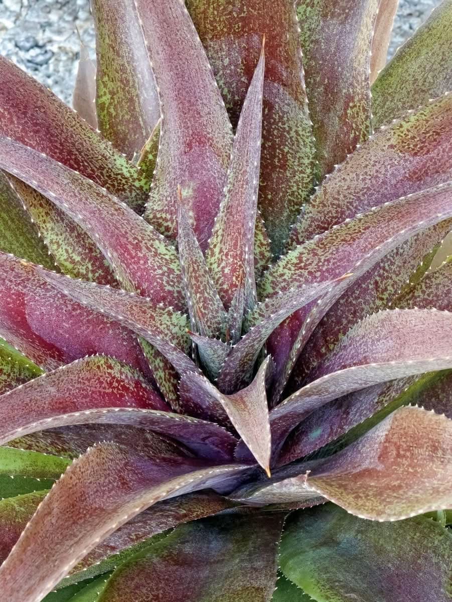 Mangave 'Mission to Mars' - Harding & Bloom