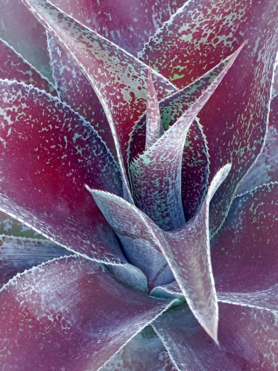 Mangave 'Mission to Mars' - Harding & Bloom