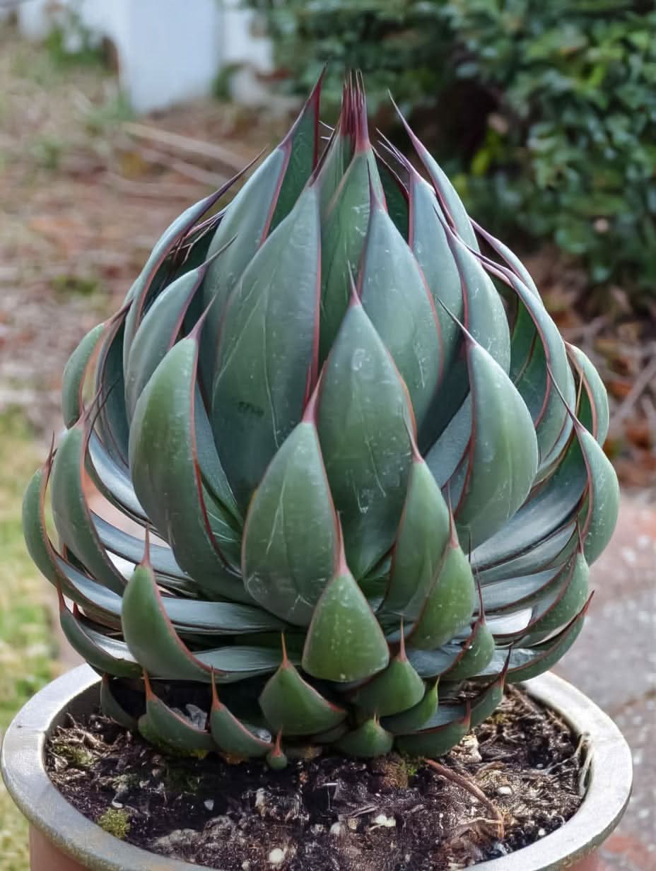 Mangave 'Praying Hands' - Harding & Bloom