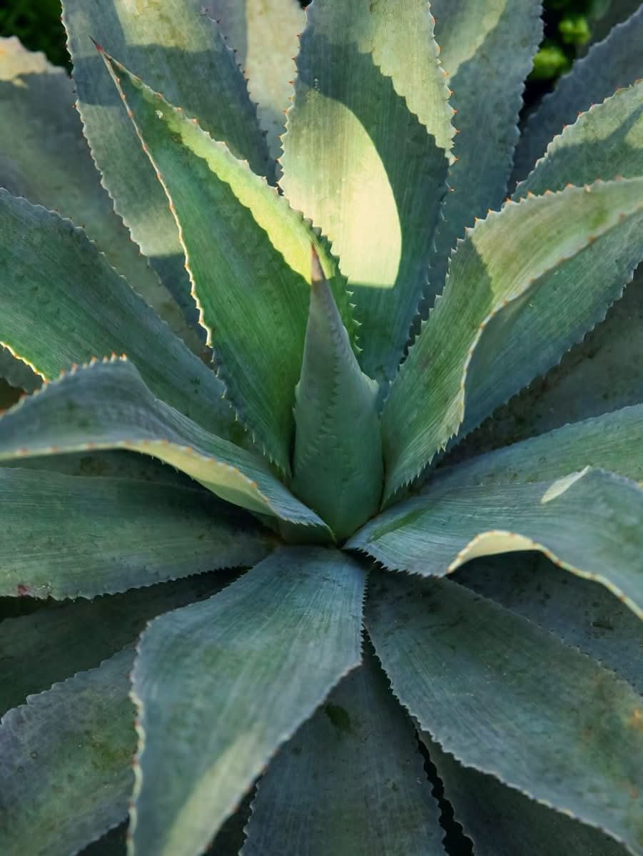 Mangave 'Silver Fox' - Harding & Bloom